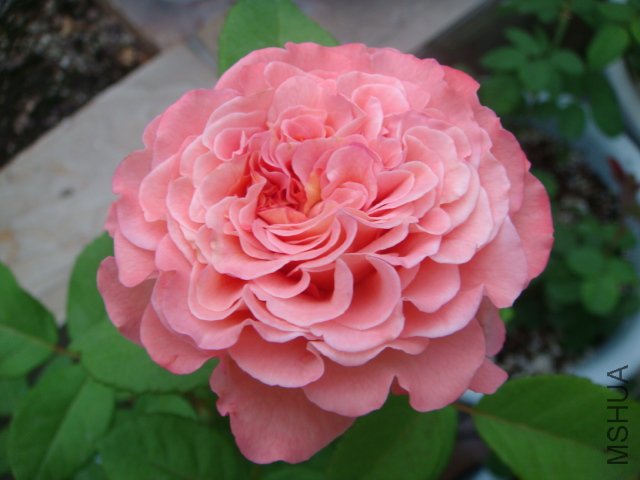 DSC05615.JPG