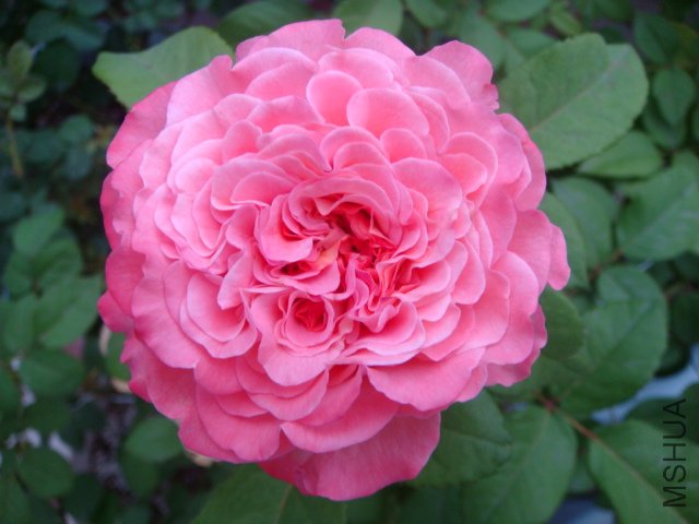 DSC05616.JPG