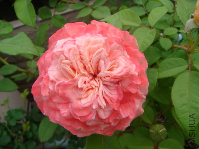 DSC05635.JPG