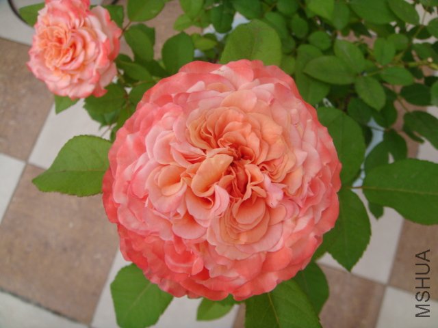 DSC05639.JPG