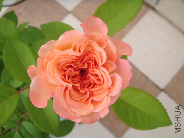 DSC05642.JPG