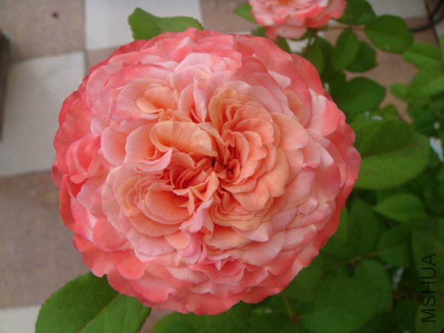 DSC05644.JPG