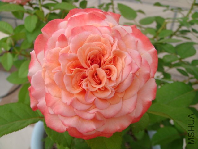 DSC05645.JPG