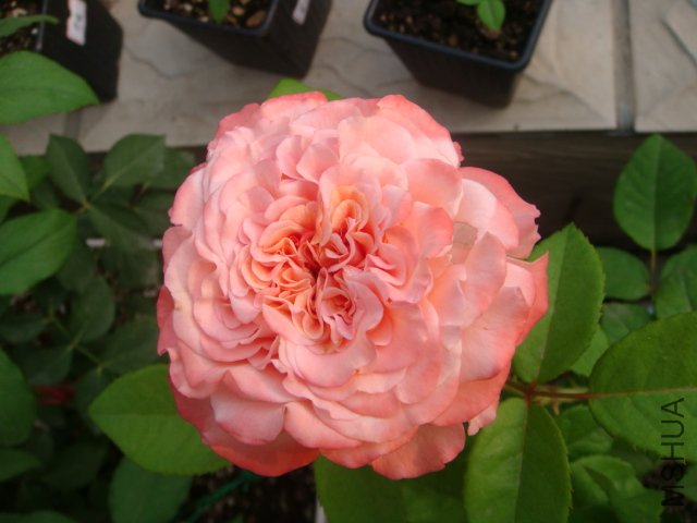 DSC05660.JPG