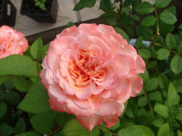 DSC05662.JPG