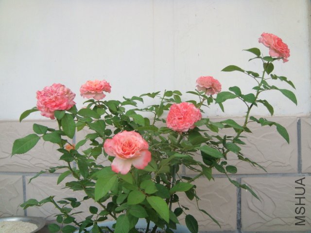 DSC05685.JPG