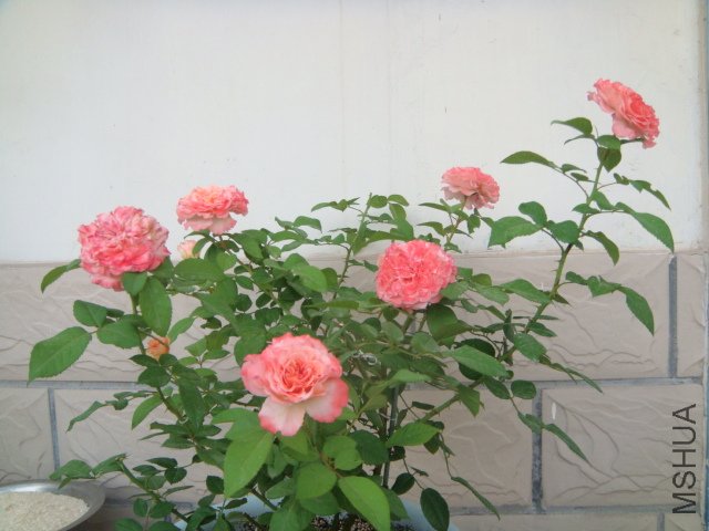 DSC05686.JPG