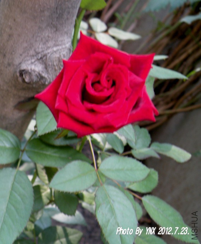 2012.7.23. 023_conew1.jpg