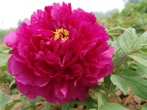 ͮ� �Ϻ�ɫ.jpg