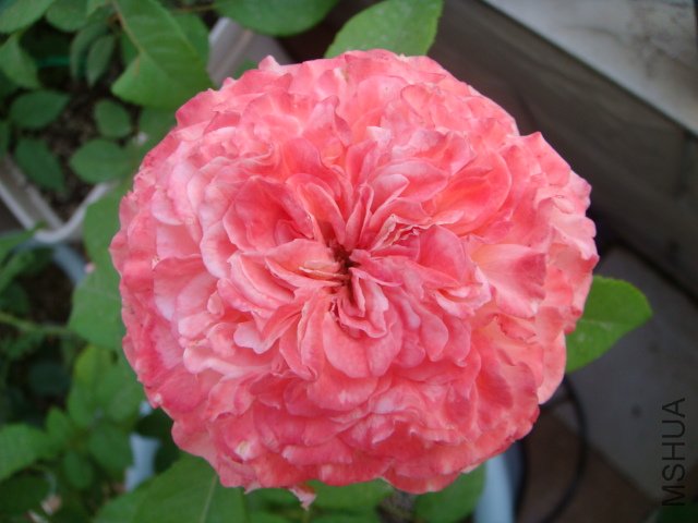DSC05682.JPG