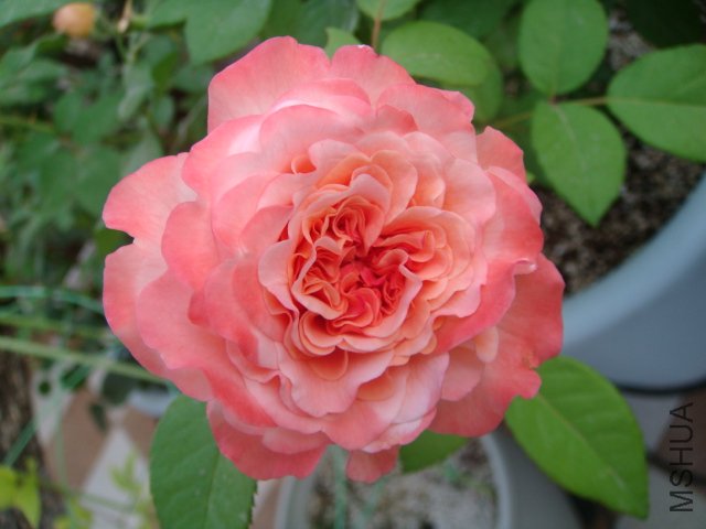 DSC05684.JPG