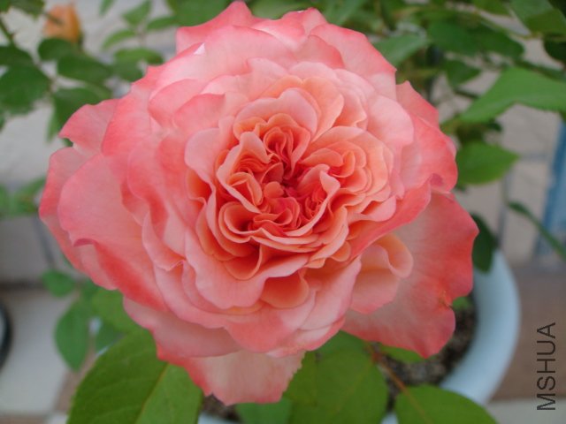 DSC05687.JPG