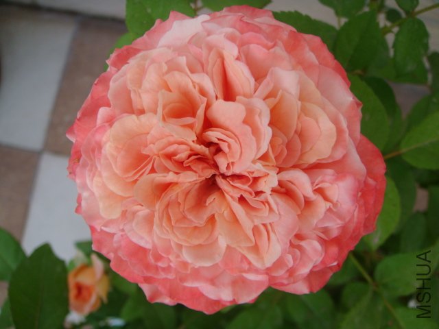 DSC05688.JPG