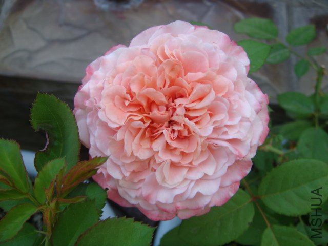 DSC05700.JPG