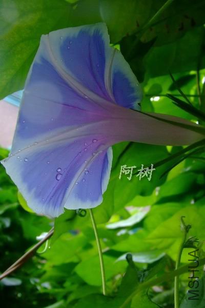 �װ�ǧ�� 2012-0720(009).jpg