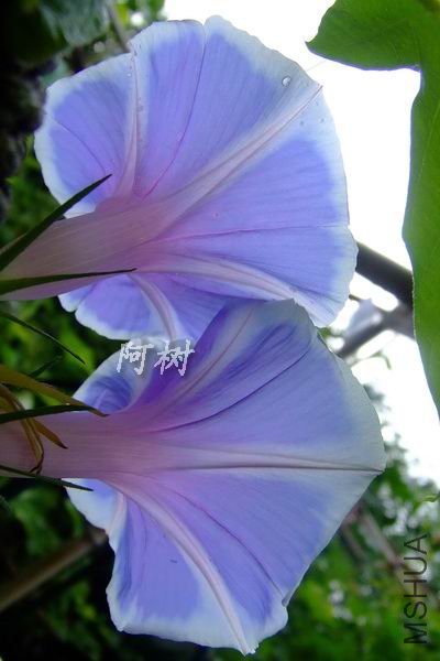 �װ�ǧ�� 2012-0719(020).jpg