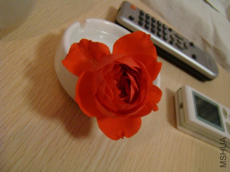 DSC01496.jpg
