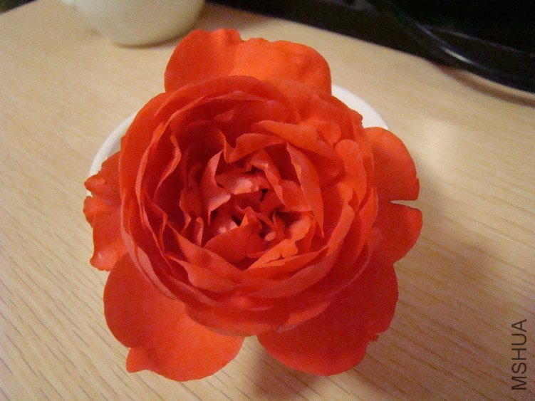 DSC01611.jpg