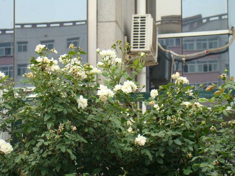 DSC01631.jpg