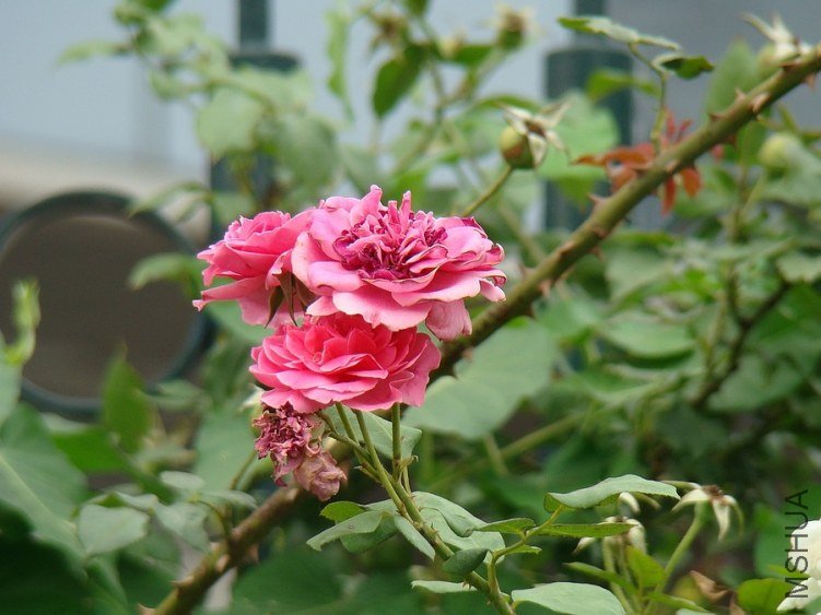 DSC01633.jpg