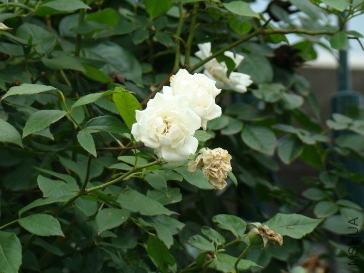 DSC01637.jpg