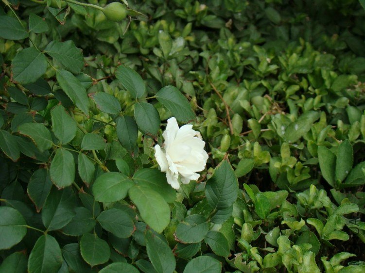 DSC01638.jpg