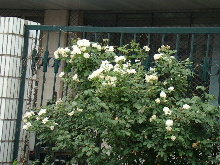 DSC01639.jpg