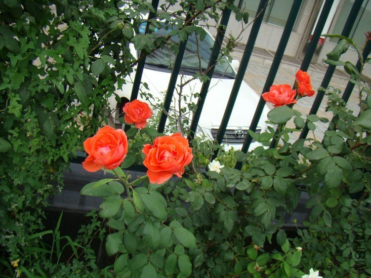 DSC01641.jpg