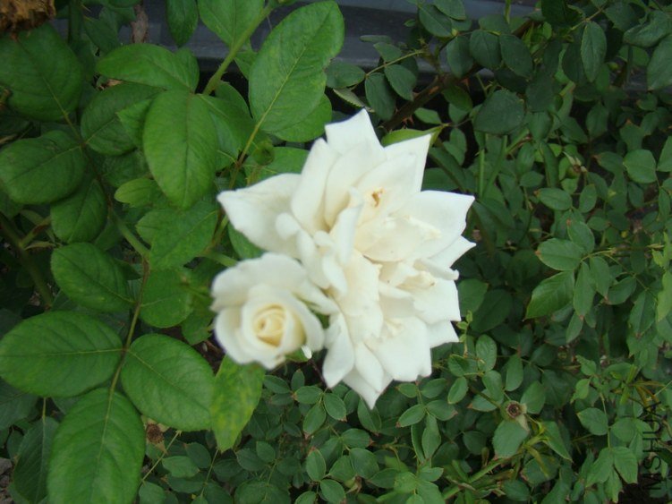 DSC01642.jpg