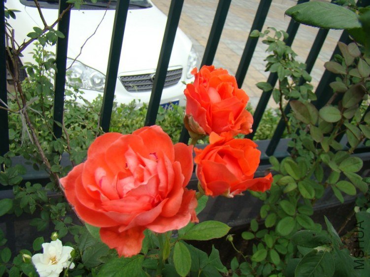 DSC01643.jpg