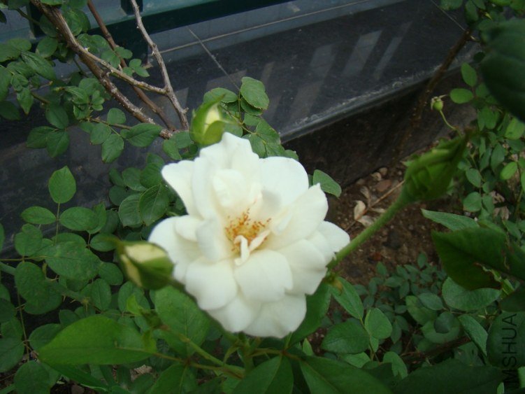 DSC01644.jpg