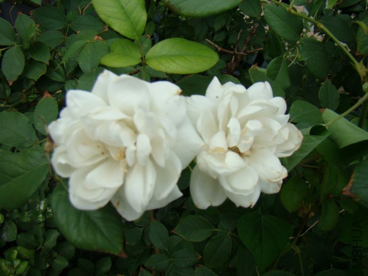 DSC01646.jpg
