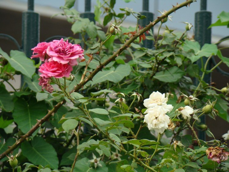 DSC01649.jpg