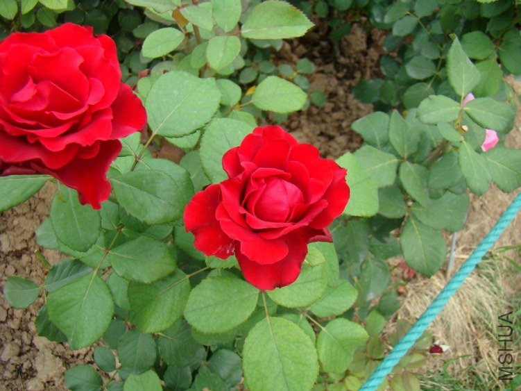 DSC01655.jpg