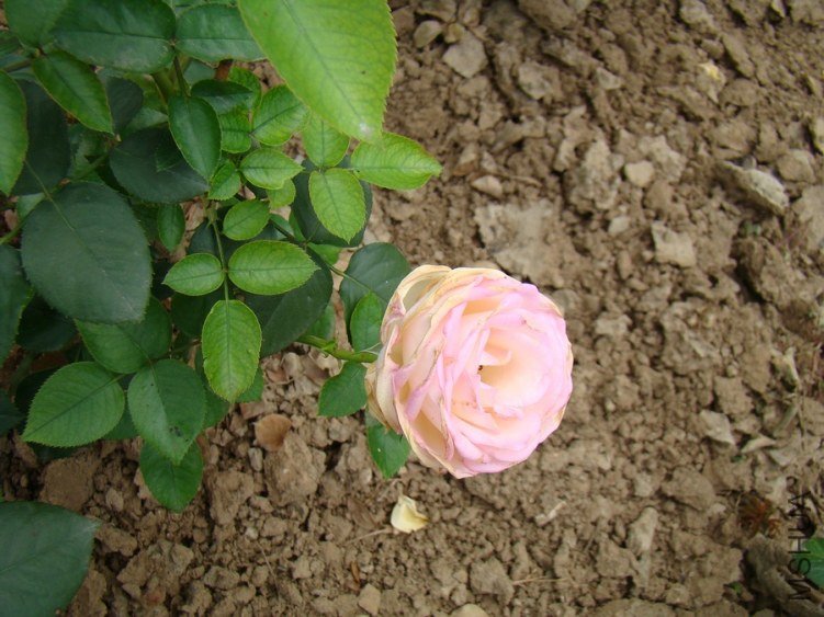 DSC01656.jpg