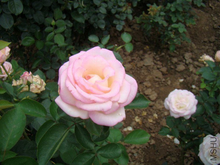 DSC01657.jpg