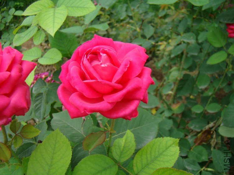 DSC01658.jpg