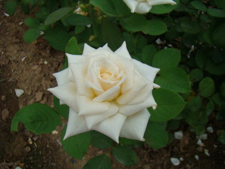 DSC01660.jpg