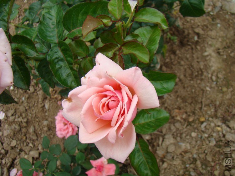 DSC01663.jpg