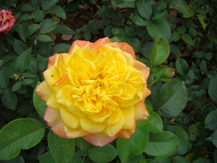 DSC01665.jpg