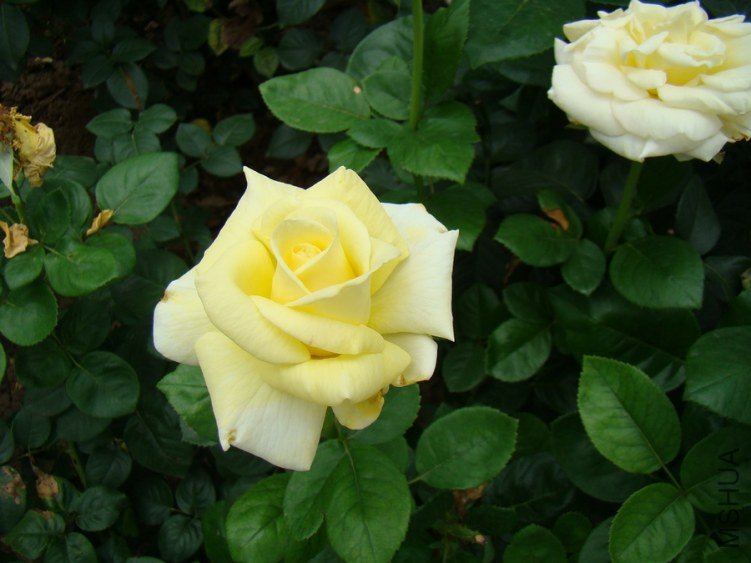 DSC01666.jpg
