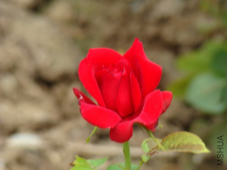DSC01669.jpg