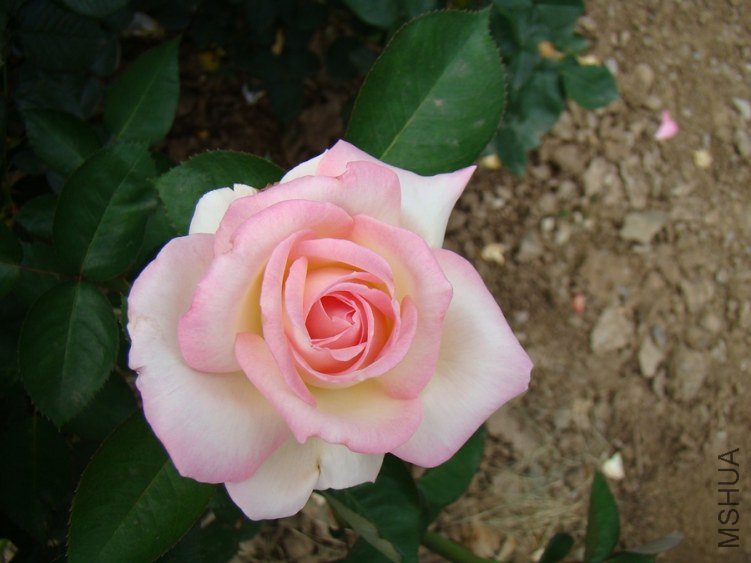 DSC01670.jpg