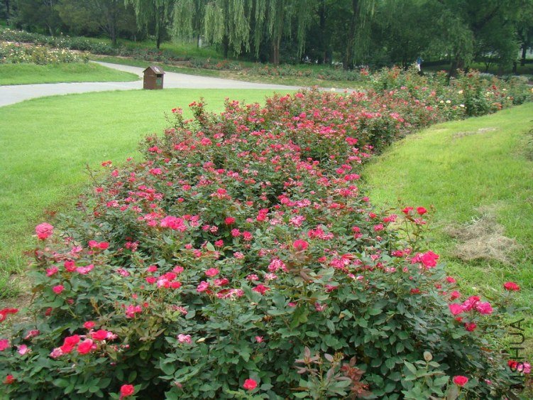 DSC01674.jpg