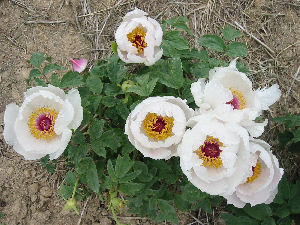 ����2(4�����俪�Ļ�, ��С����Ӷ�).jpg