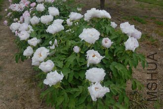 ����4(10������ʱ, ������, ����ζ����, �҂���Ϊ��ĵ���е�һ����.).jpg