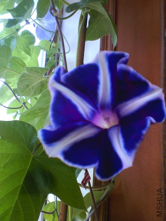 IMG_20120729_090155.jpg