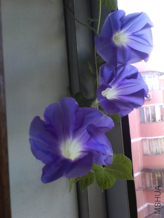 IMG_20120729_062341.jpg