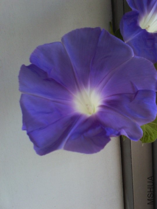 IMG_20120729_063838.jpg