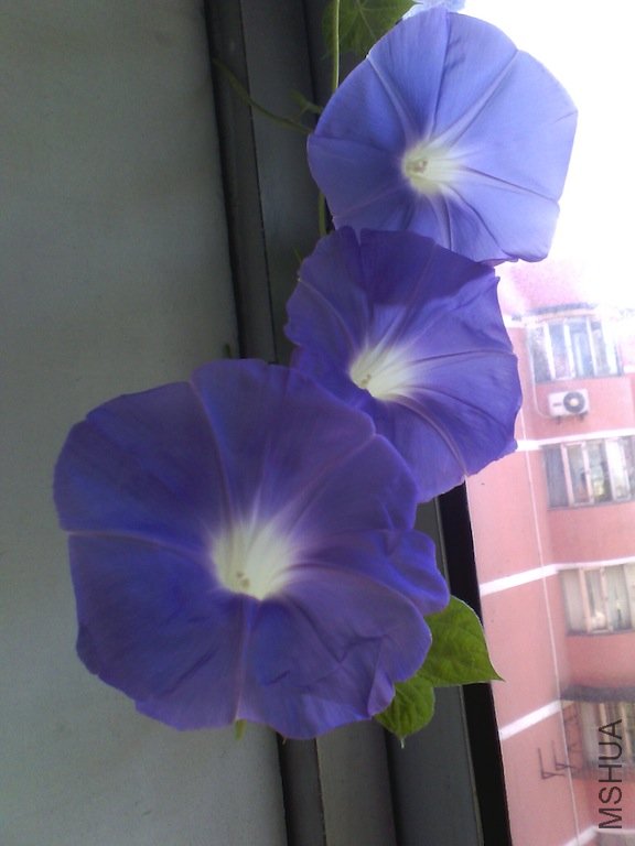 IMG_20120729_100229.jpg